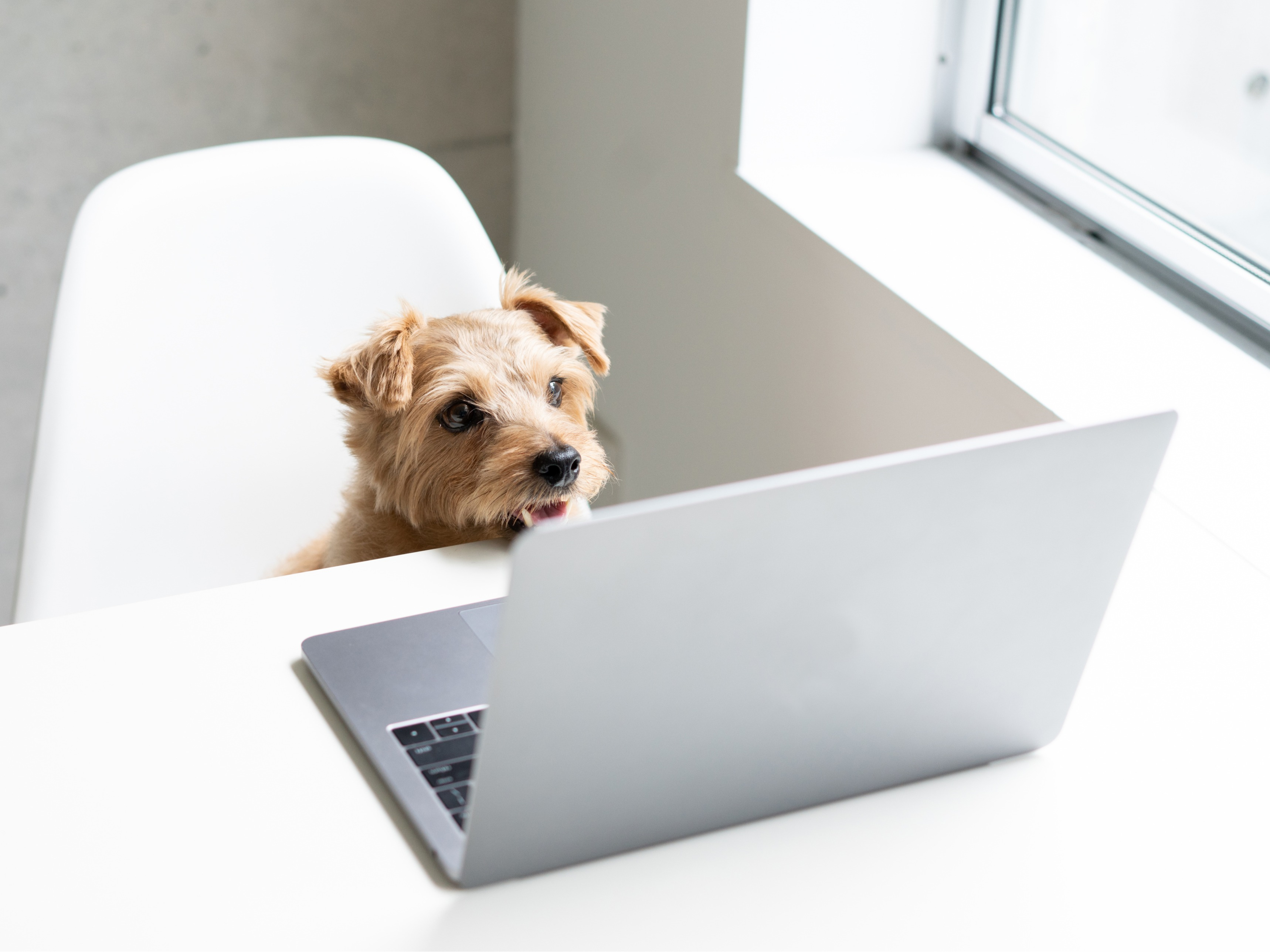 Should You Let Your Employees Take Their Pets to Work?