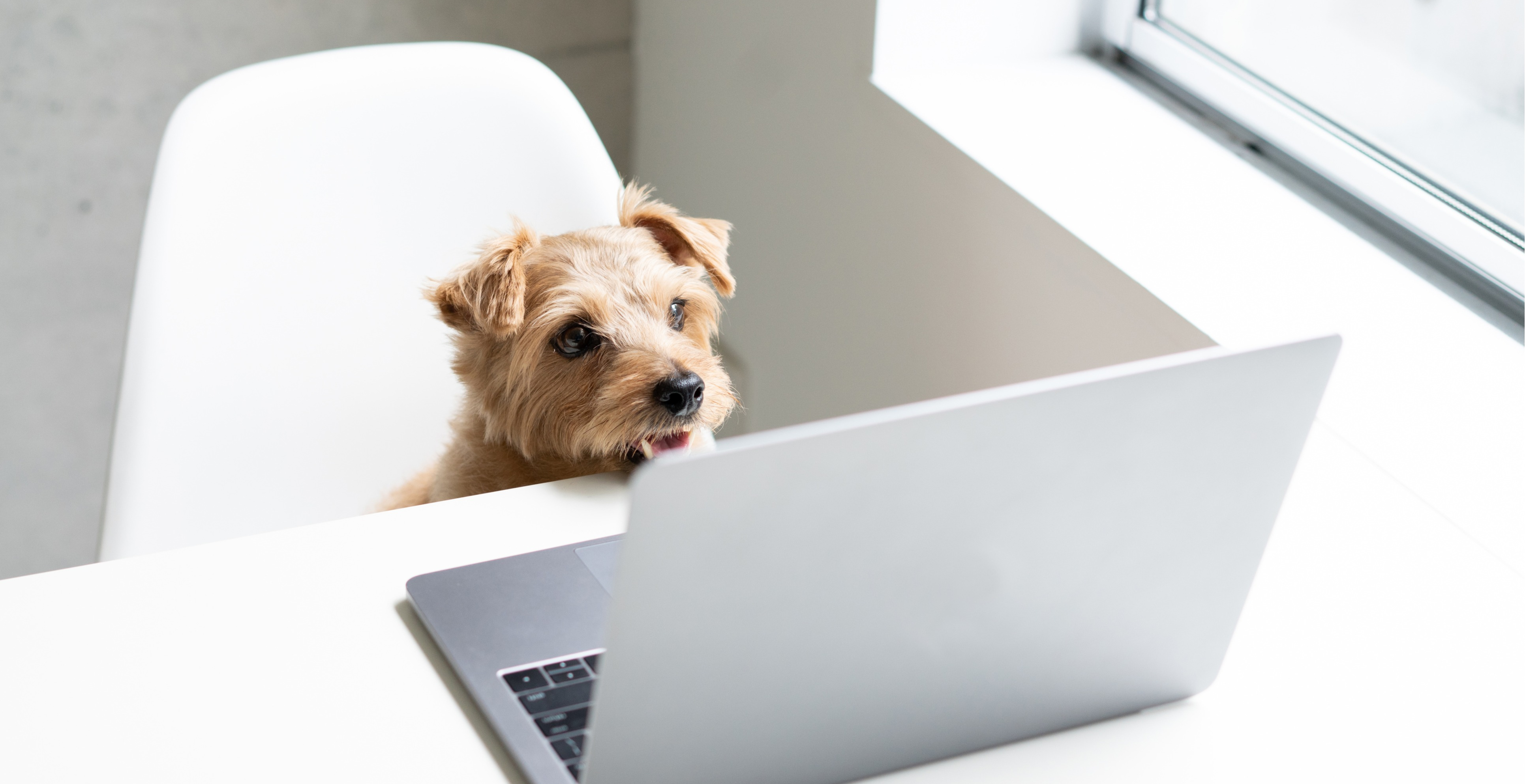 Should You Let Your Employees Take Their Pets to Work?